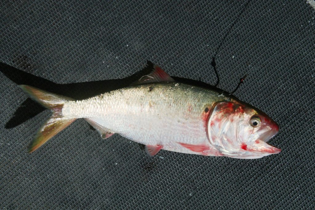 fish