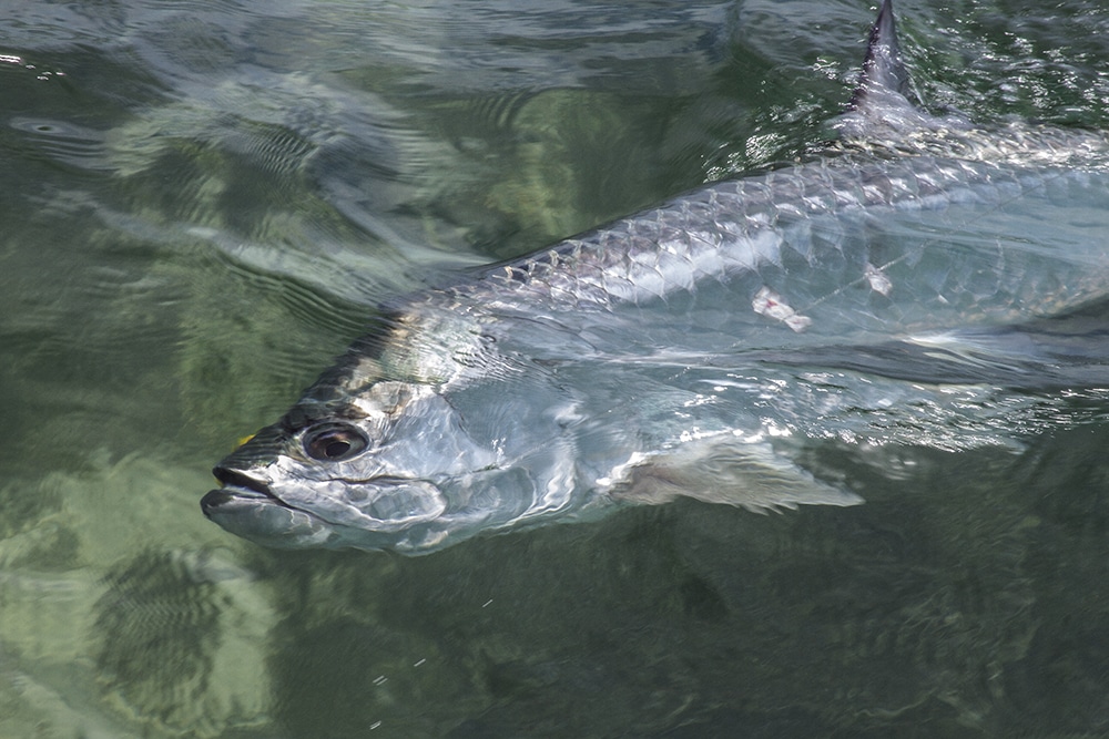 Belize Fly Fishing Tarpon