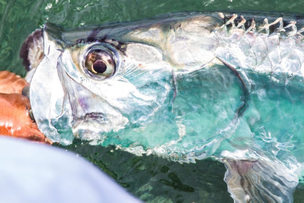 Tarpon Fly FIshing Belize - 1