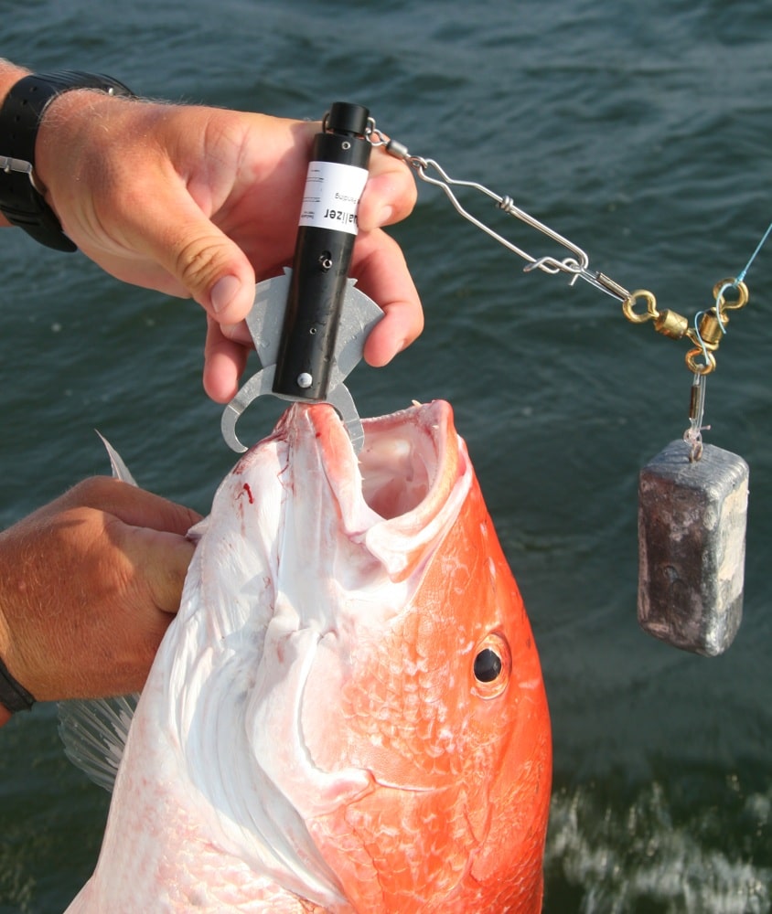 red snapper in Gulf of Mexico