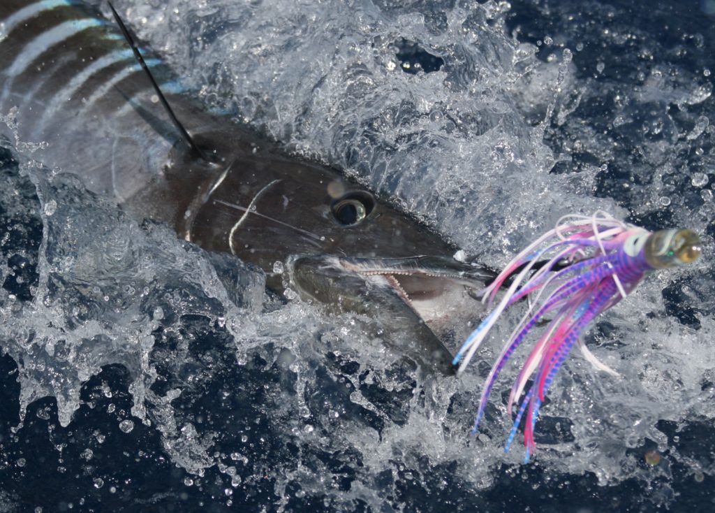 Wahoo hooked on a fishing lure