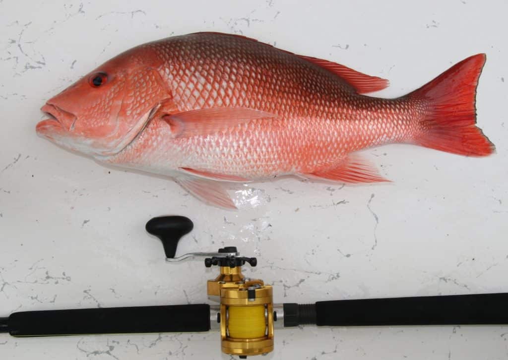 red snapper