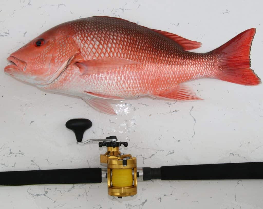 red snapper gulf of mexico