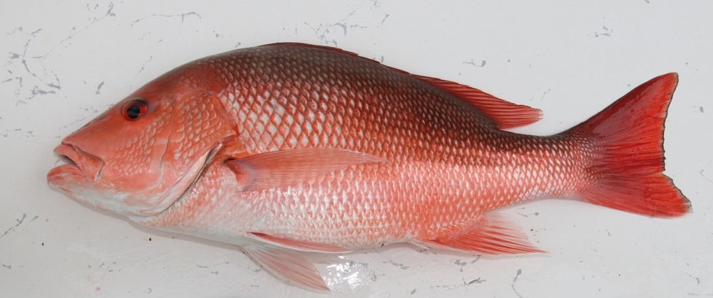 Gulf of Mexico red snapper