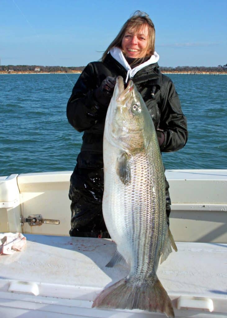 Trophy striped bass, Virginia