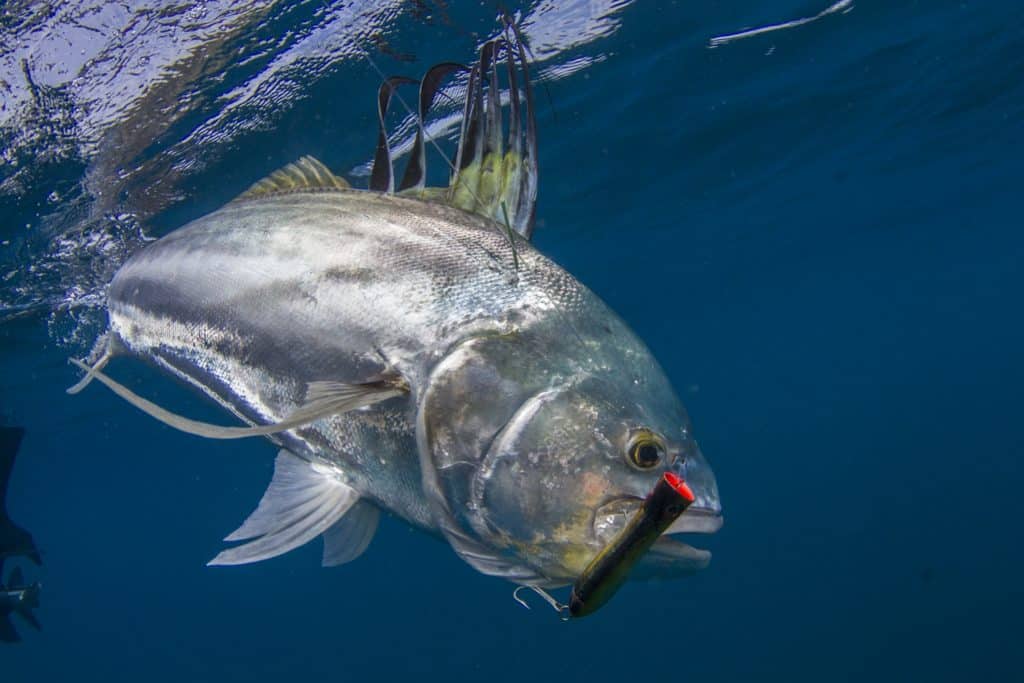 Costa Rica fishing - roosterfish