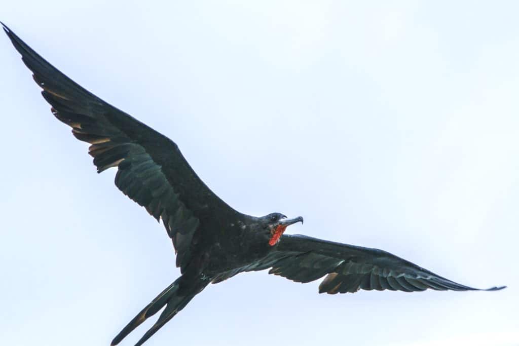 Costa Rica fishing - a frigate bird