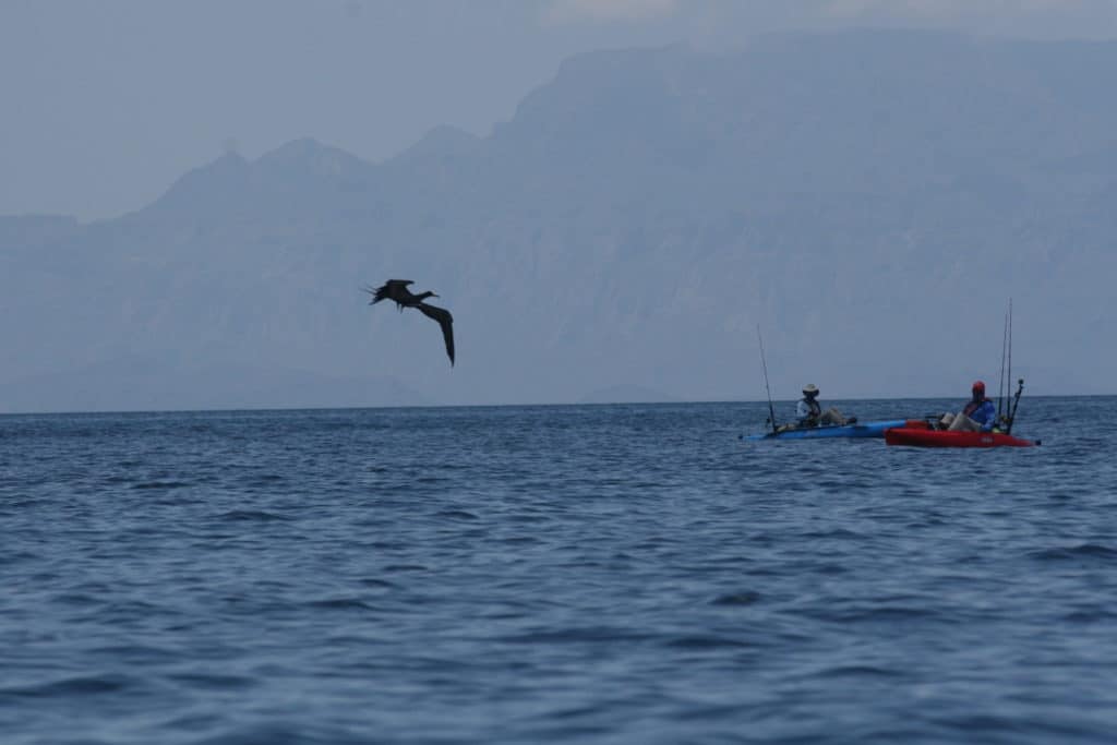 frigate bird spotting while Hobie kayak fishing Baja’s Central Sea of Cortez