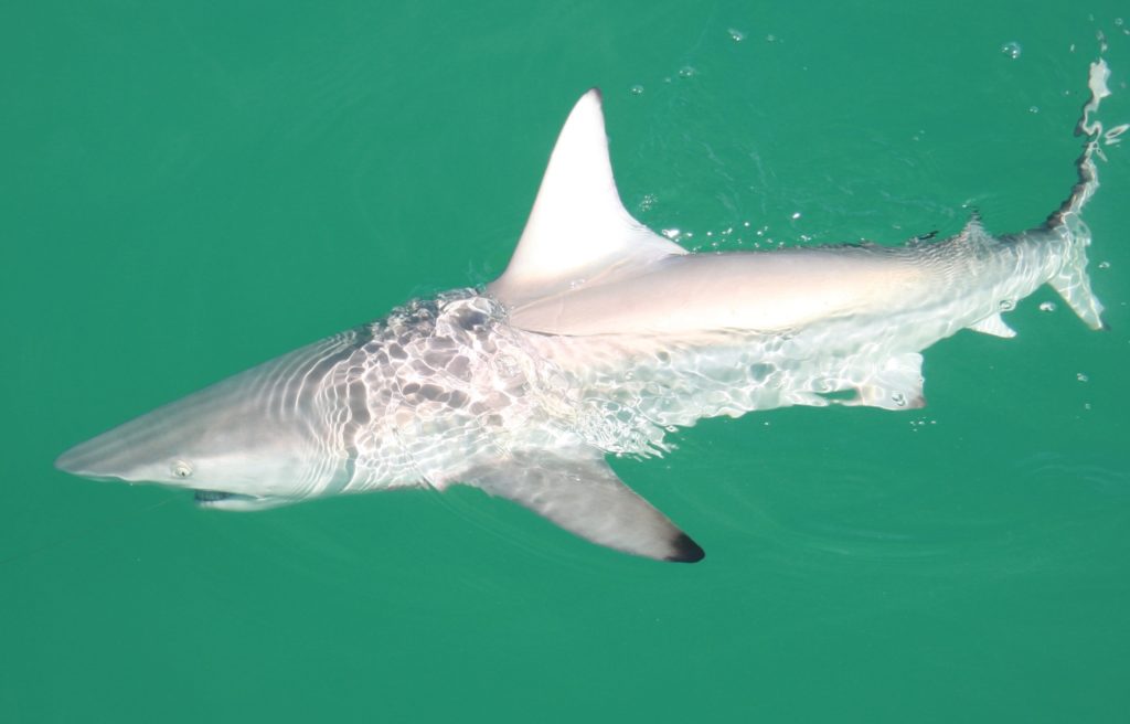 Blacktip shark, Florida Bay