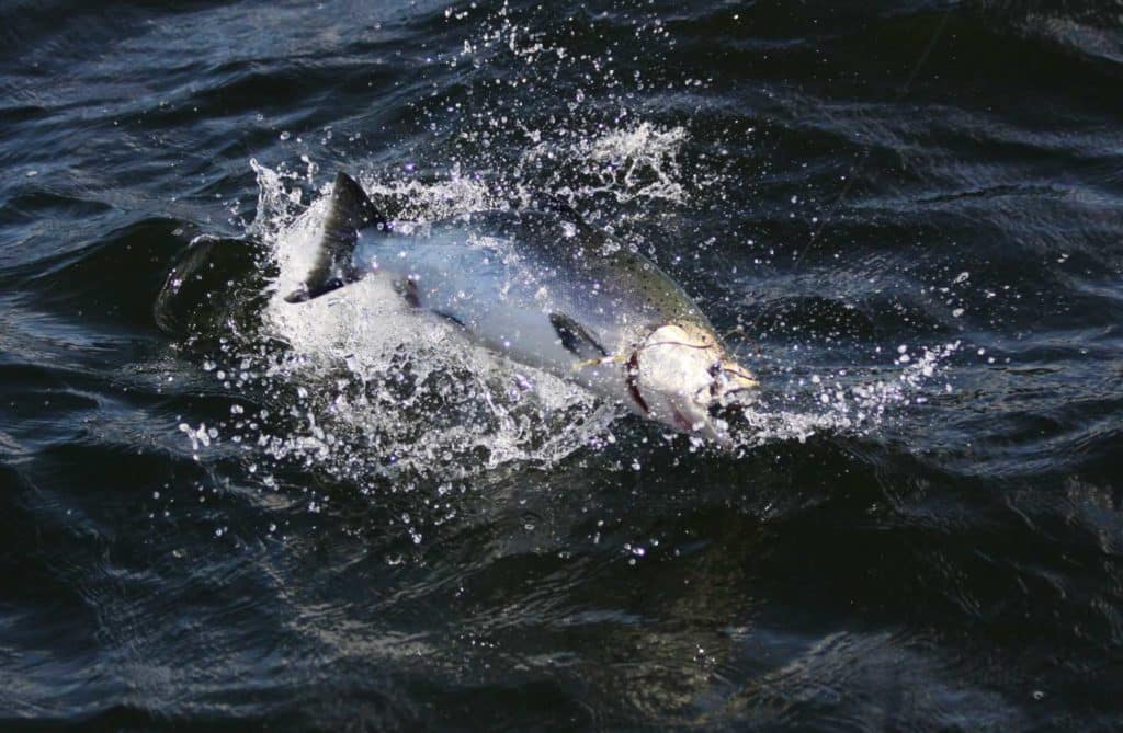 Jumping chinook salmon