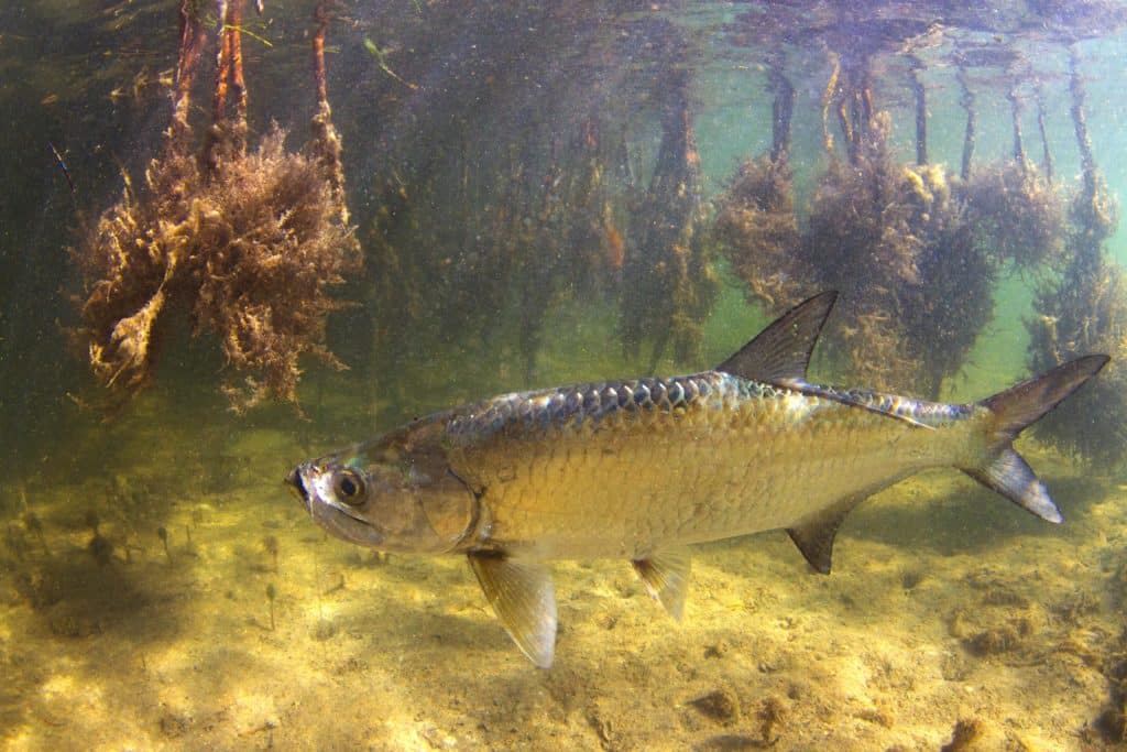 fish swimming