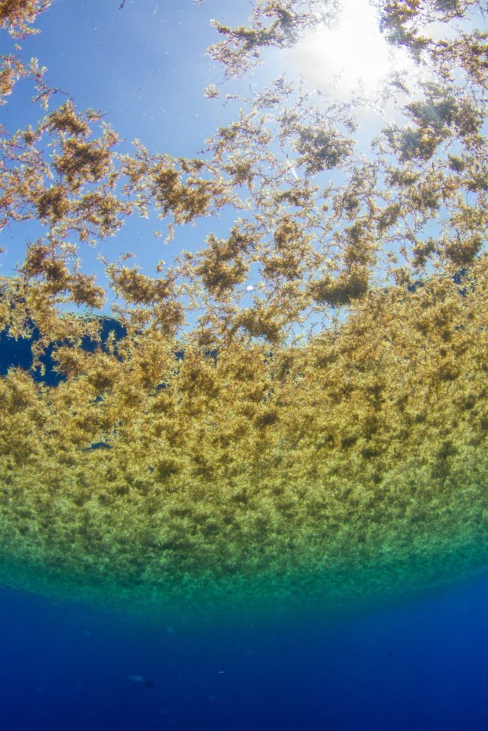 Sargassum weed photographed under water