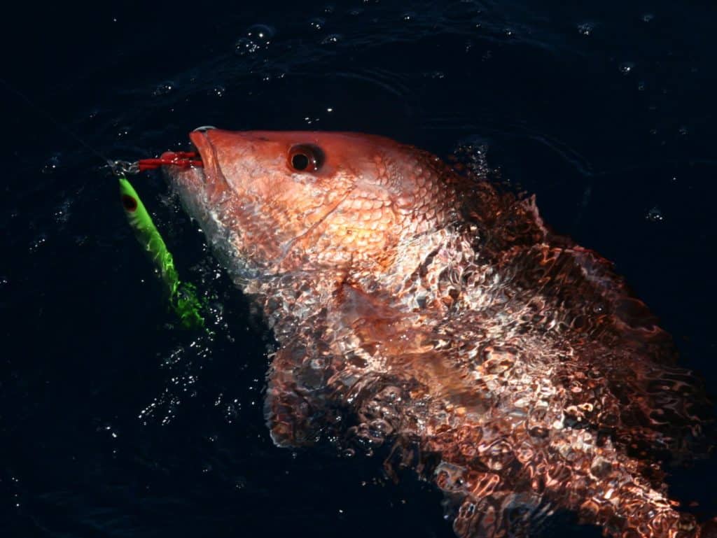 red snapper gulf of mexico