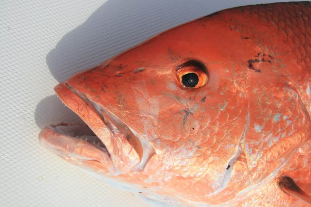 Red snapper close-up