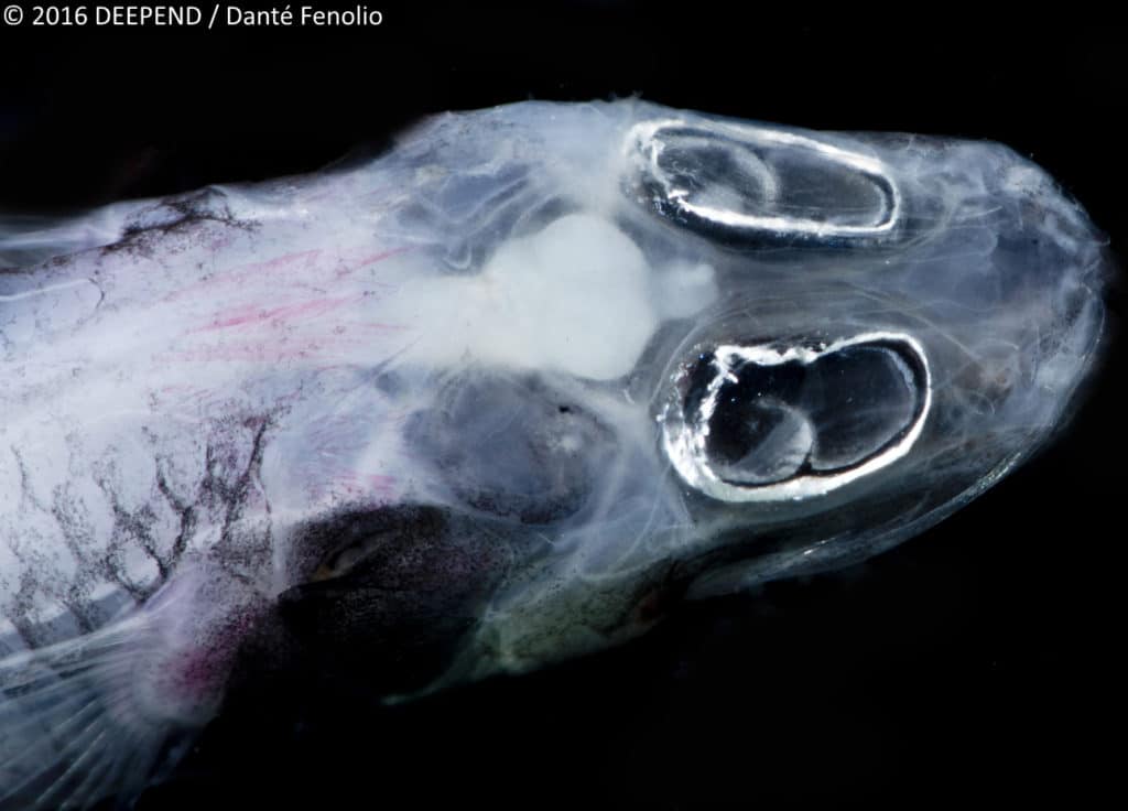 A deep-sea monster, the tripodfish
