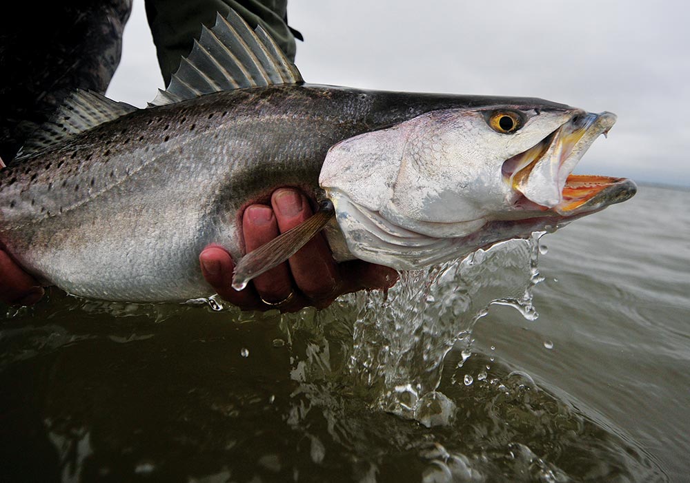 Saltwater Wade Fishing Tips For Catching Speckled Trout