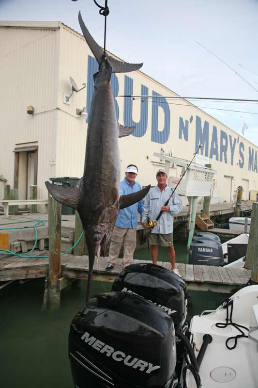 Poveromo, Grassi swordfish