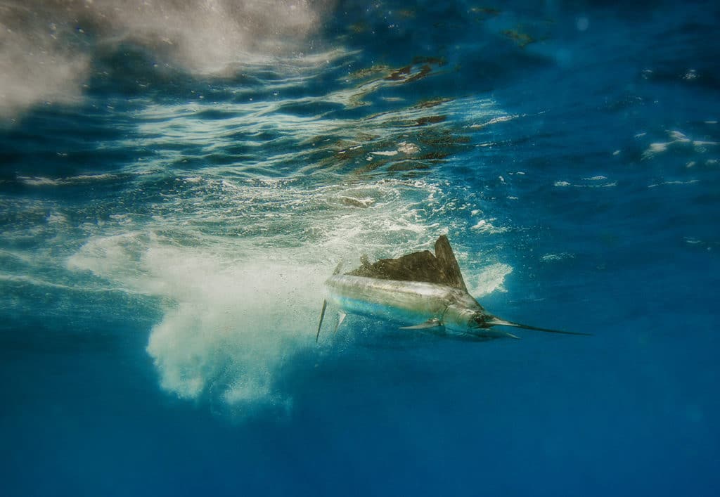 Sailfish splashes down after aerial leap