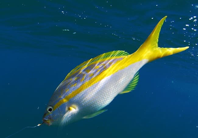 yellowtail snapper