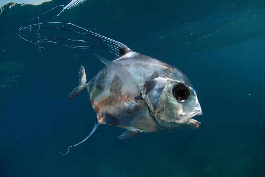 Juvenile African pompano fish underwater