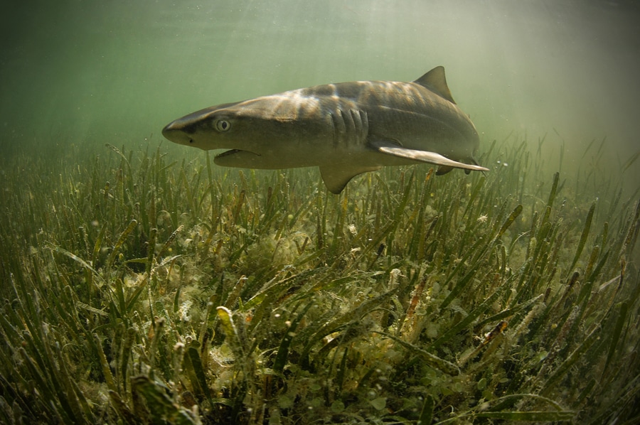 Lemon shark underwater