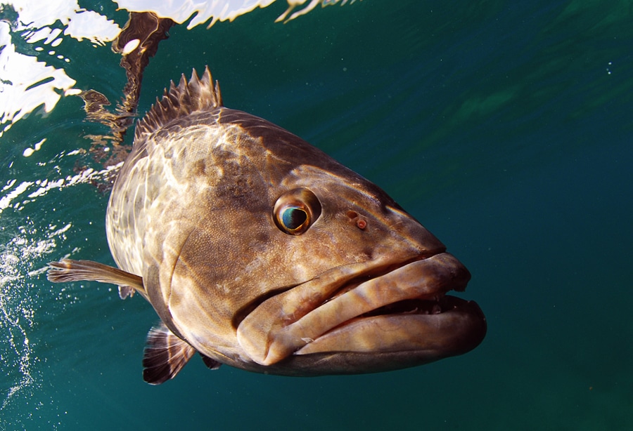 Gag grouper fish underwater