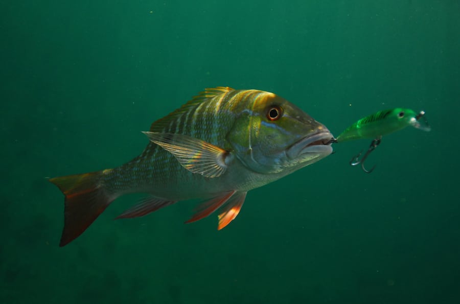 Mutton snapper fish underwater