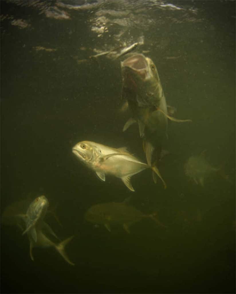 Jack crevalle fish underwater