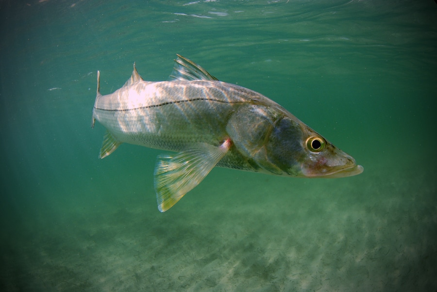 Snook fish underwater