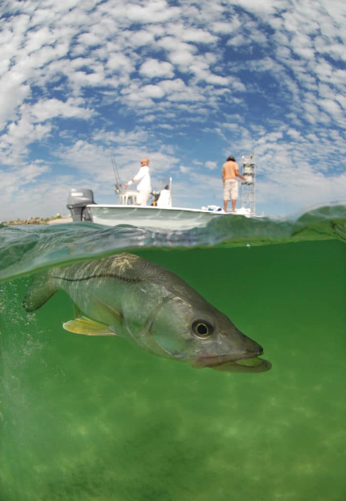 Snook fish overwater underwater saltwater fishing boat