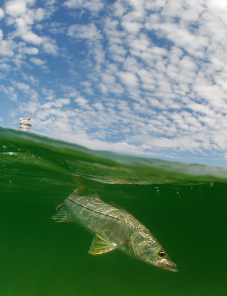 Snook fish overwater underwater