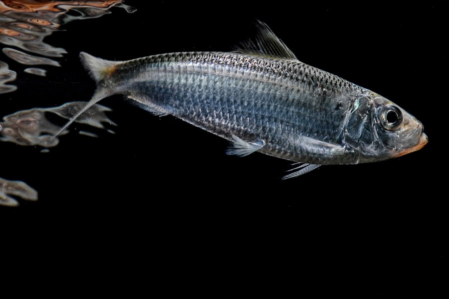 Pilchard scaled herring fish underwater