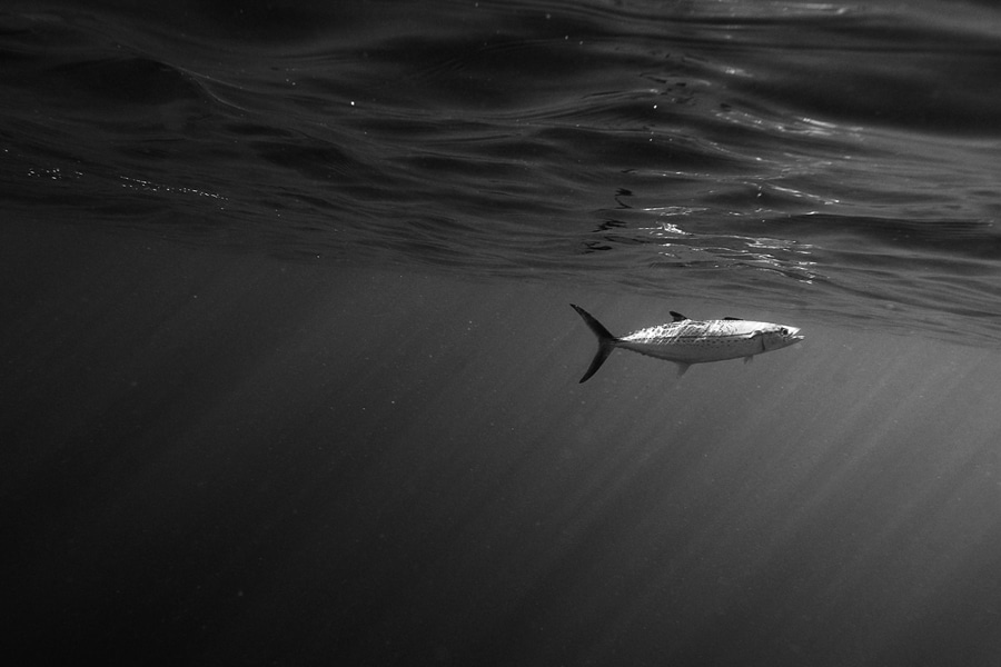 Cero mackerel fish underwater