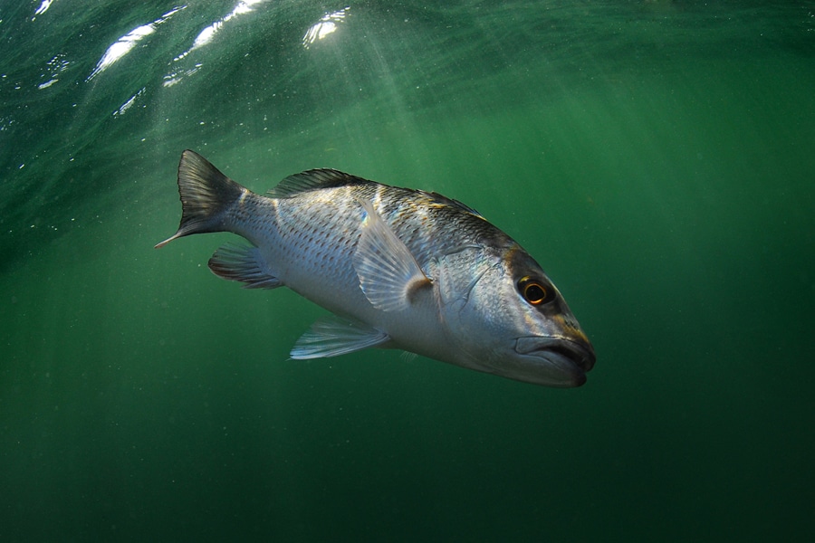 Grey mangrove snapper fish underwater
