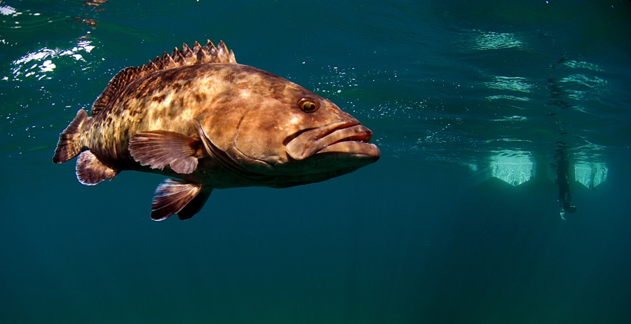Grouper fish underwater