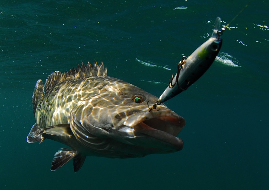 Gag grouper fish underwater