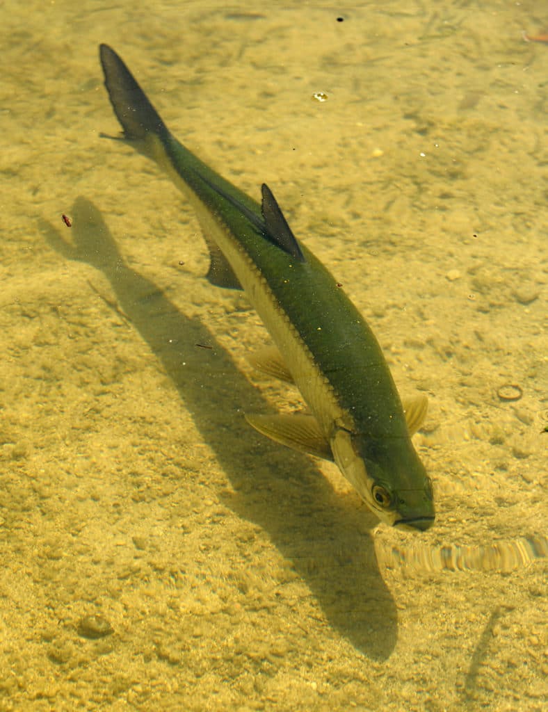 Tarpon fish underwater