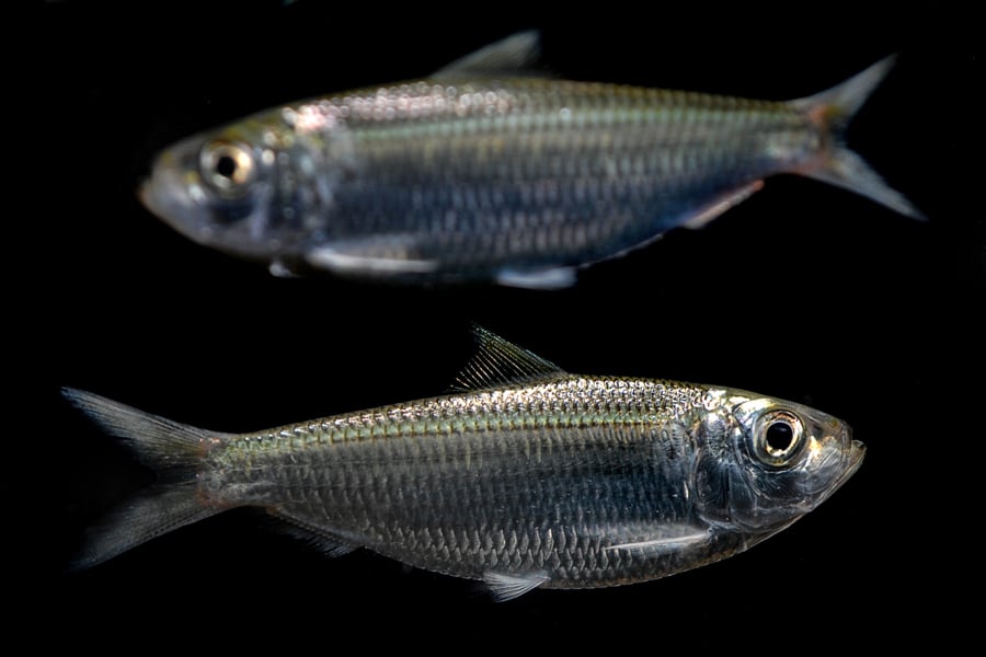 Pilchards scaled sardines fish underwater
