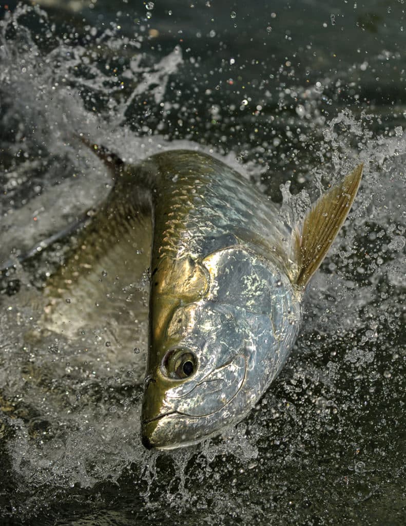 Tarpon jumping fish