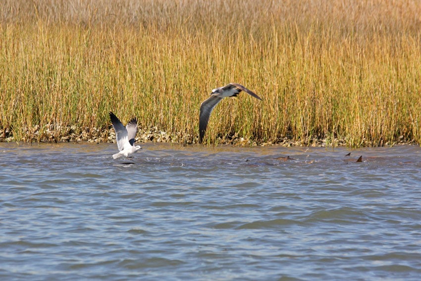 jeff pierce inshore_08.jpg