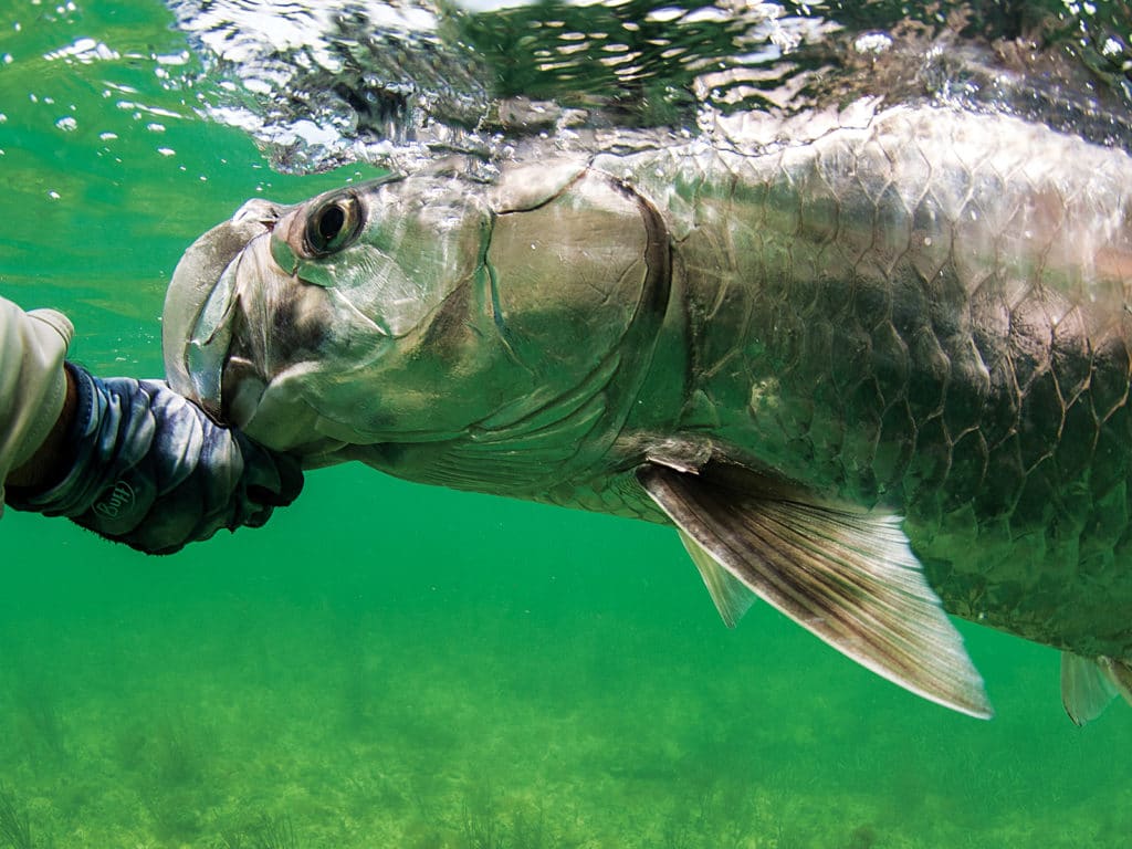 Tackle Tactics - Gearing up for the tuna, salmon, mackerel, tailor