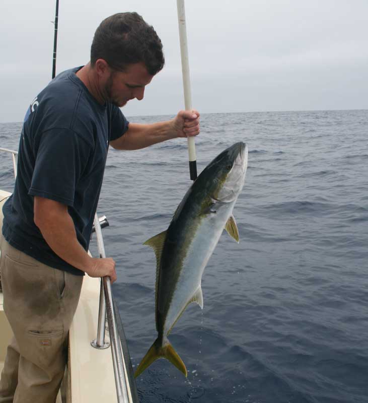 San Diego Yellowtail