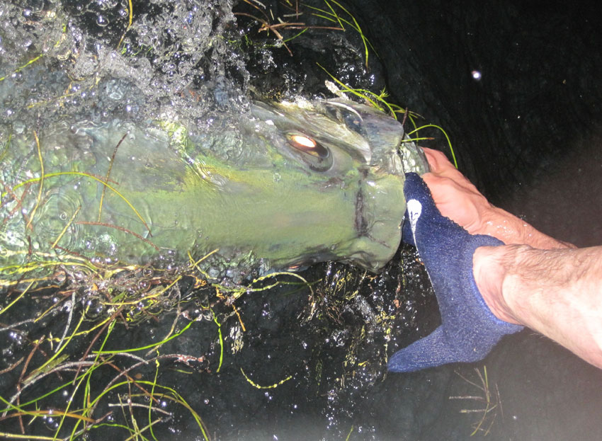 julyaug11photocontest_tarpon4.jpg