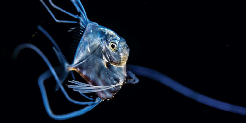 baby African pompano