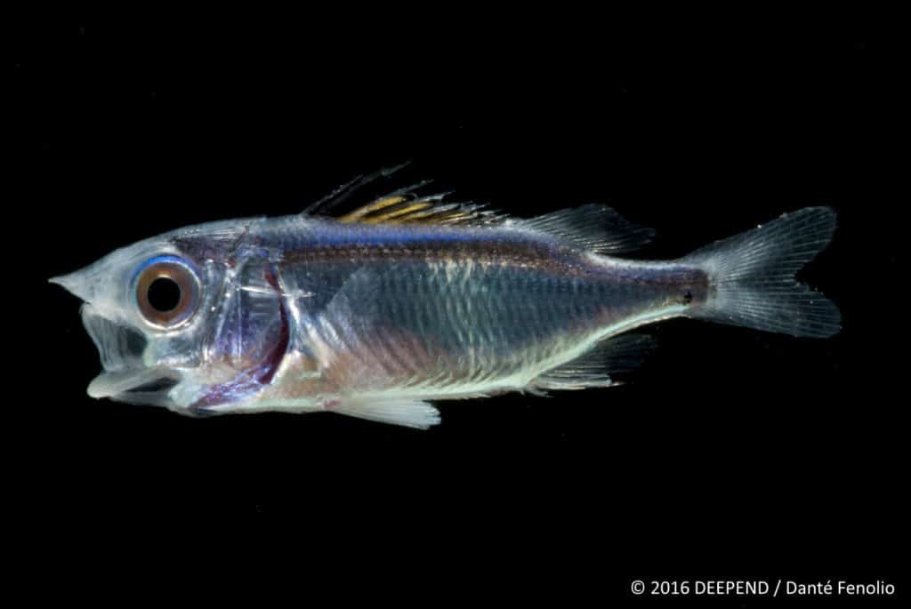 A deep-sea monster, juvenile squirrelfish