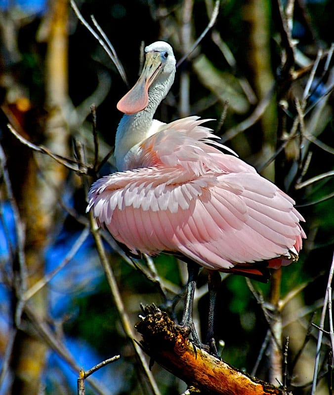 juvinile-spoonbill-in-everglades-national-park.jpg