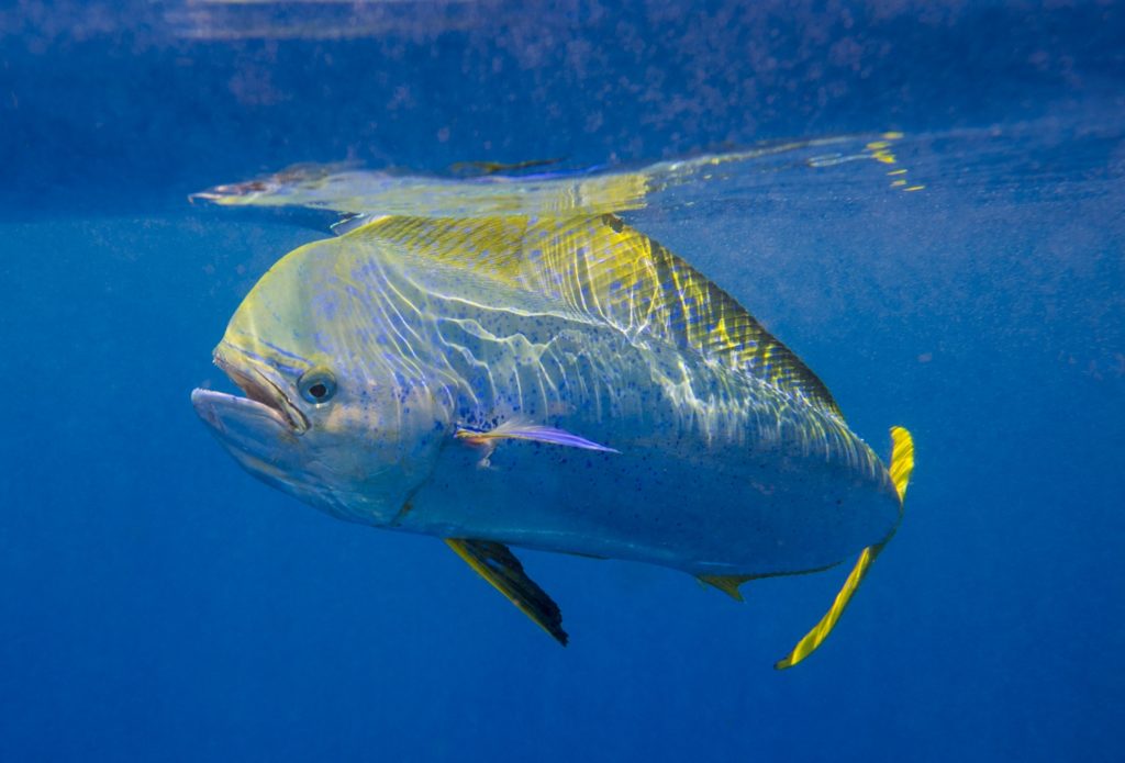 Remarkable colors of a mahi