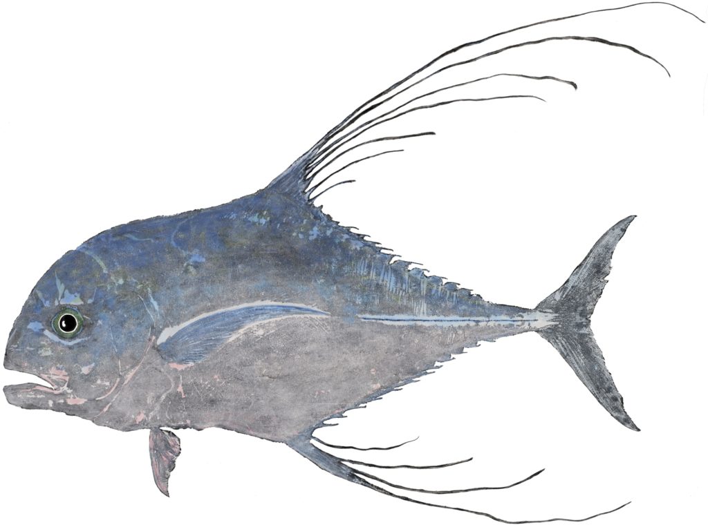 Gyotaku fish print of an African pompano