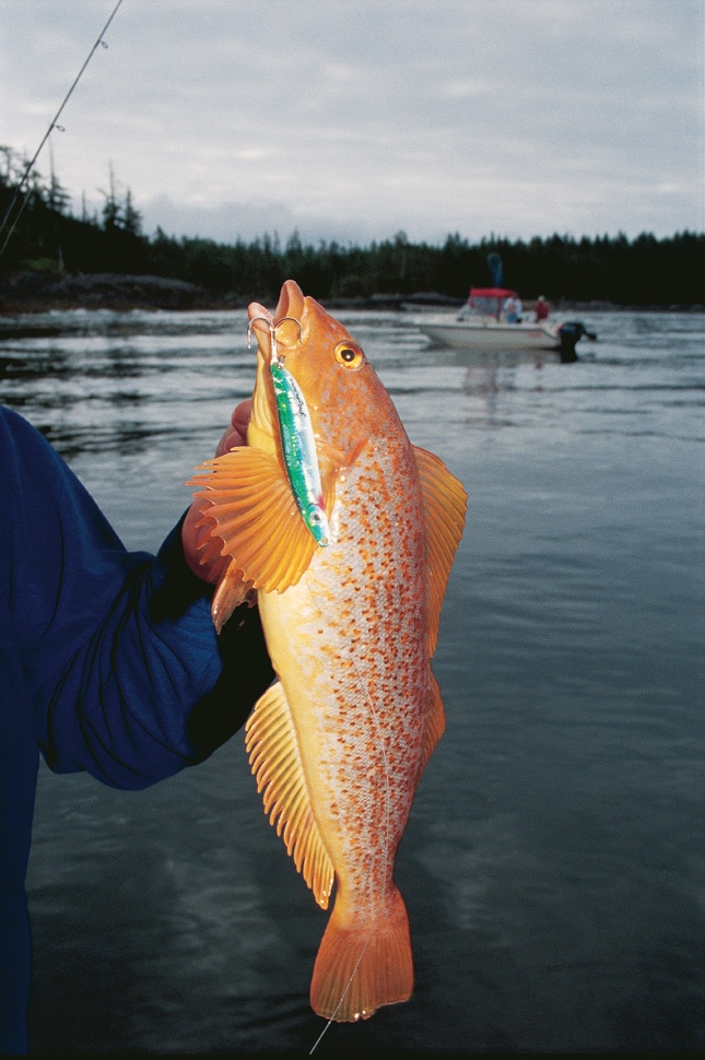 kelp_greenling_female_vancouver_island_bc.jpg