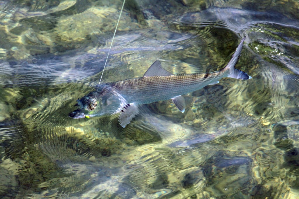 bonefish in clear water